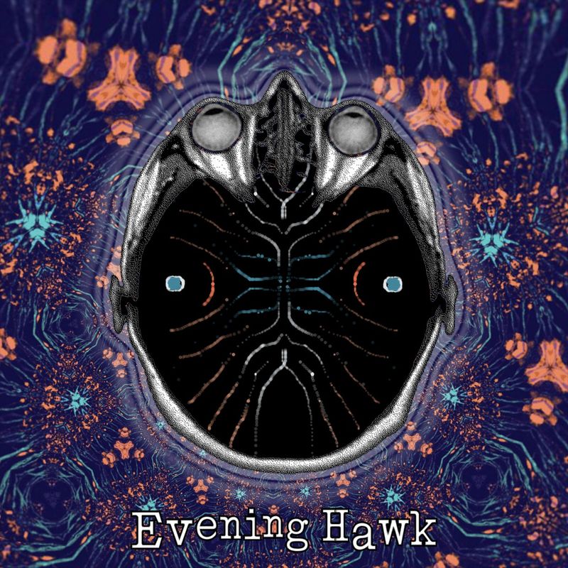 Evening Hawk